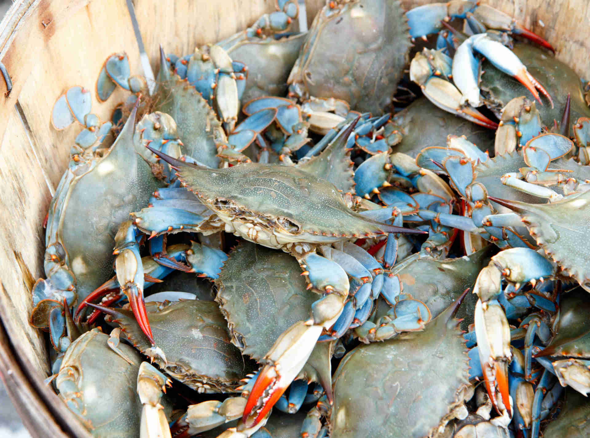 Découvrez le crabe des mers chaudes avec Nautilus, l'expert du crabe