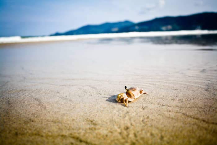 Crabe retournant à la mer